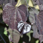 Cercis Ruby Falls — photo 1