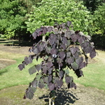 Cercis Ruby Falls — photo 2
