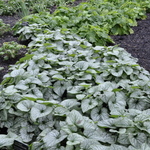 Brunnera Macrophylla 'Jack Frost' — photo 1