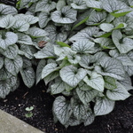 Brunnera Macrophylla 'Jack Frost' — photo 2