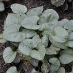 Brunnera Macrophylla 'Variegata' Looking Glass — photo 1