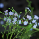 Brunnera Macrophylla 'Variegata' Looking Glass — photo 2