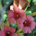 Campsis Radicans — photo 1