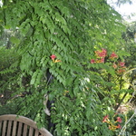 Campsis Radicans — photo 2