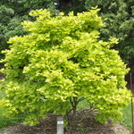 Acer shirasawanum 'Palmatifolium' — photo 3