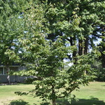 Cornus Kousa Venus — photo 1