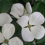 Cornus Kousa Venus — photo 2