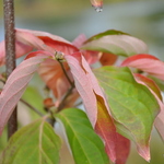 Cornus Kousa Venus — photo 3