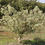 Cornus Kousa Wolf Eyes — photo 1