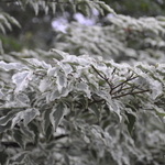Cornus Kousa Wolf Eyes — photo 4
