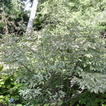 Cornus Kousa Wolf Eyes — photo 5