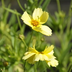 Coreopsis 'Galaxy'  PPAF — photo 1
