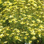 Coreopsis 'Creme Brulee' — photo 2