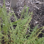 Fern, Athyrium Filix-femina 'Lady Fern' — photo 1
