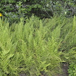 Fern, Athyrium Filix-femina 'Lady Fern' — photo 2