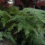 Fern, Dryopteris Erythrosora (Autumn Fern) — photo 1