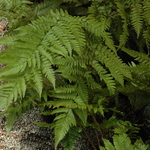 Fern, Dryopteris Erythrosora (Autumn Fern) — photo 2