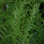 Fern, Athyrium Filix Femina 'Frizelliae' — photo 1
