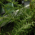 Fern, Athyrium Filix Femina 'Frizelliae' — photo 2