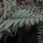 Fern, Athyrium 'Ghost' — photo 1