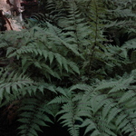 Fern, Athyrium 'Ghost' — photo 2