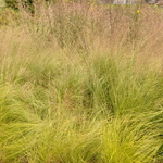 Grass, Sporobolos Heterolepsis (Prairie Drop Seed) — photo 1