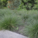 Grass, Sporobolos Heterolepsis (Prairie Drop Seed) — photo 2