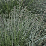 Grass, Sporobolos Heterolepsis (Prairie Drop Seed) — photo 3