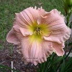 Hemerocallis 'Barbara Mitchell' — photo 1