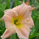 Hemerocallis 'Barbara Mitchell' — photo 2