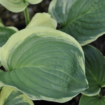 Hosta 'Diana Remembered' — photo 1