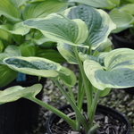 Hosta 'Diana Remembered' — photo 2