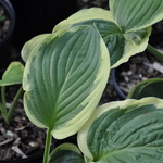 Hosta 'Diana Remembered' — photo 3