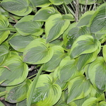 Hosta 'Parky's Prize' — photo 1