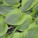 Hosta 'Parky's Prize' — photo 2