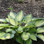 Hosta 'June' — photo 1