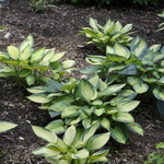 Hosta 'June' — photo 2