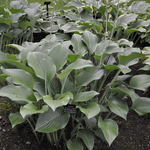 Hosta 'Krossa Regal' — photo 1