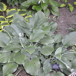 Hosta 'Krossa Regal' — photo 2