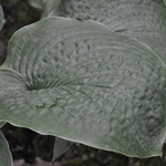 Hosta 'Krossa Regal' — photo 3