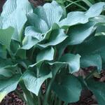 Hosta 'Krossa Regal' — photo 4