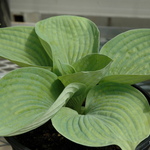 Hosta 'Love Pat' (tokudama 'Love Pat — photo 1