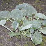 Hosta 'Love Pat' (tokudama 'Love Pat — photo 2
