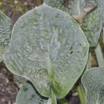 Hosta 'Love Pat' (tokudama 'Love Pat — photo 3