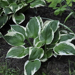 Hosta 'Patriot' — photo 1