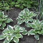 Hosta 'Patriot' — photo 2