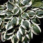Hosta 'Patriot' — photo 3