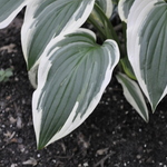 Hosta 'Fantabulous' — photo 1