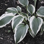 Hosta 'Fantabulous' — photo 2