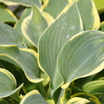 Hosta 'First Frost' — photo 1
